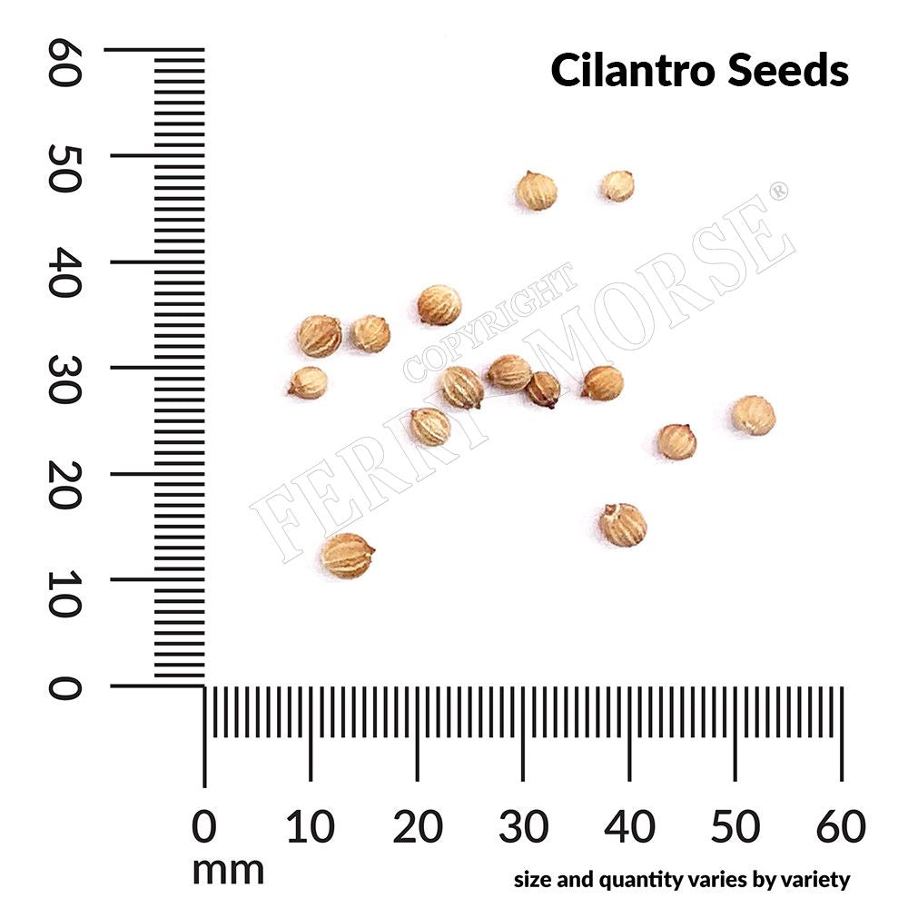 Cilantro seed spill and measurements